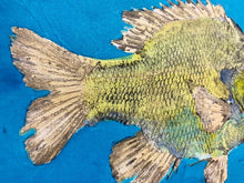 Load image into Gallery viewer, Big Bluegill on Blue
